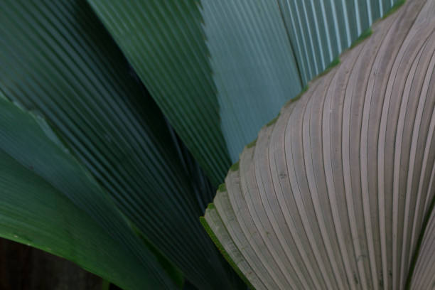 Big, green leaves in tropical forest in Singapore
