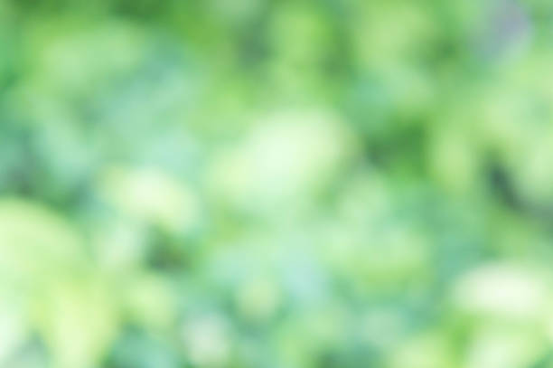 istock Texture blur nature green color background 803930928