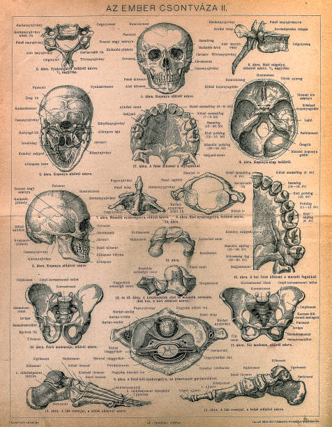 Skeleton of men illustration of a Skeleton of men vintage medical diagrams stock illustrations