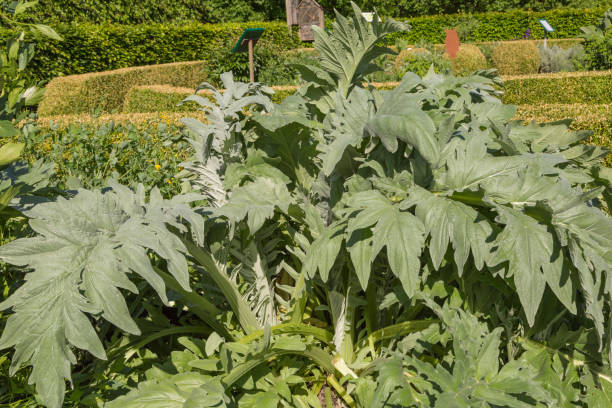 istock artichoke - cynara cardunculus 803937366