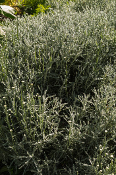 istock cotton lavender - santolina chamaecyparissus 803940504