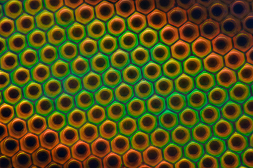 Extreme magnification - Horse fly compound eye under the microscope at 50x
