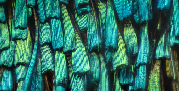 Extreme magnification - Colored daytime moth wing scales pattern, Procridinae stock photo