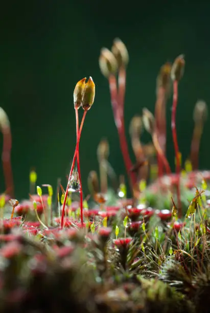 Macro of haircap moss seta couple (Polytrichum commune) with water drops after the rain