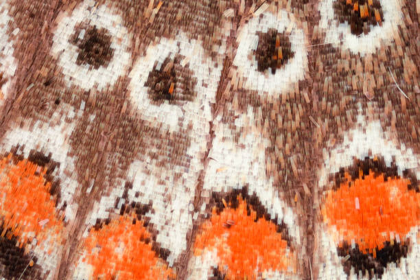 istock Extreme magnification - Butterfly wing scales under the microscope 803944638