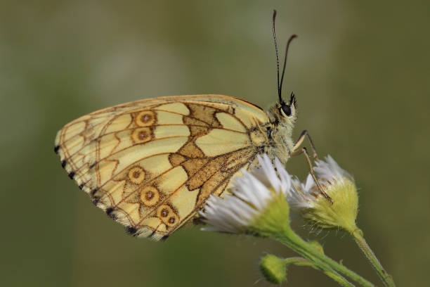 istock Butterfly - Marbled White (Melanargia galathea) sitting on flowers. Macro 803944684