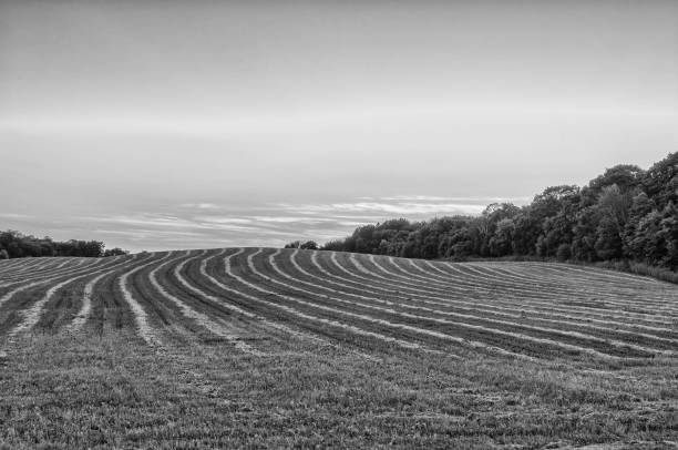 Farm, field, hay, crop, black and white