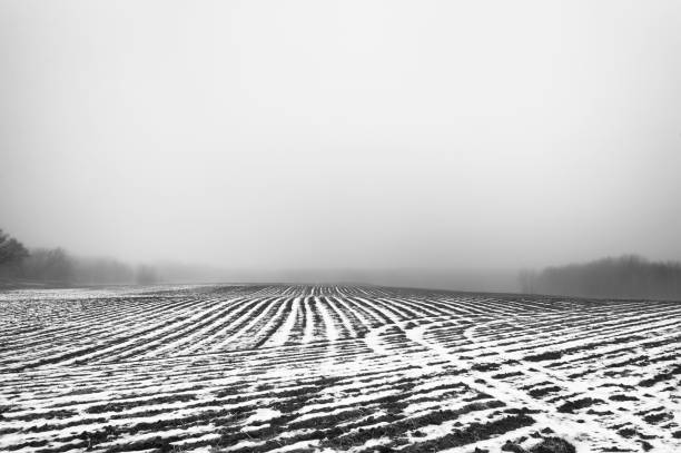Winter, field, farm, fog, trees, black and white