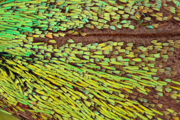 Hummingbird Moth Scale 310+ Moth Wing Scales Stock Photos, Pictures & Royalty-Free Images - iStock