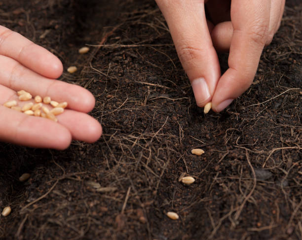istock Hand seeding for planting  into soil,Wheatgrass Seeds 803950252