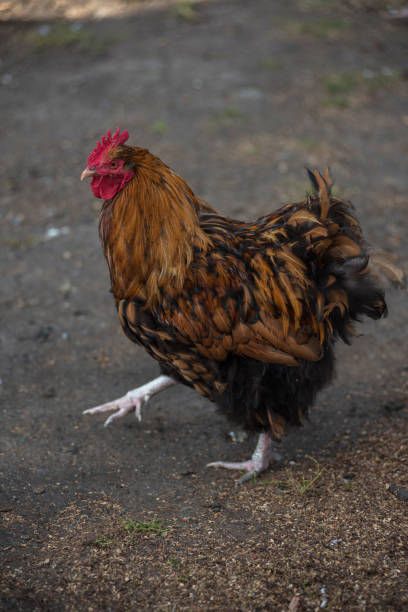 istock Rooster walking in the yard 803953366
