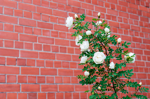 Bush of a white rose against a brick red wall