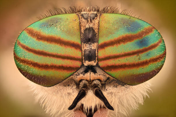 istock Extreme magnification - Horse fly head and eyes, Hybomitra 803960424