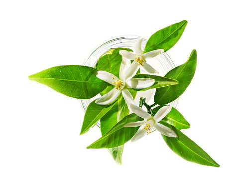 Neroli (Citrus aurantium) blossoms in glass, isolated on white, beauty spa concept.
