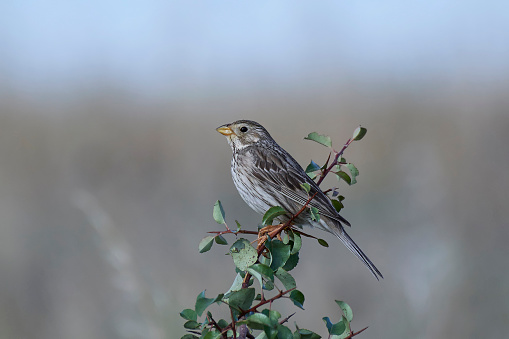 Corn bunting resting on a branch in its habitat