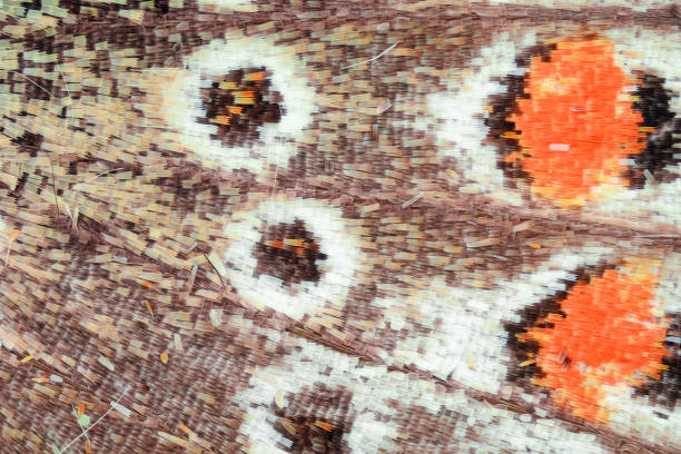 istock Extreme magnification - Butterfly wing scales under the microscope 803985344