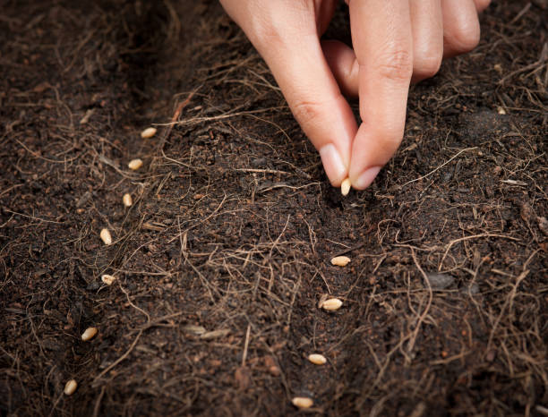 istock Hand seeding for planting  into soil,Wheatgrass Seeds 803990052
