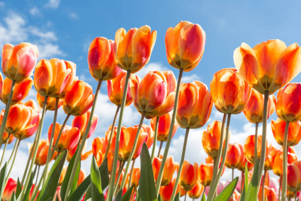 istock Bottom view transparant orange and yellow tulips with blue sky background 803994216