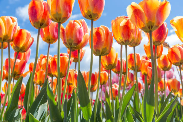 istock Bottom view transparant orange and yellow tulips with blue sky background 803994238