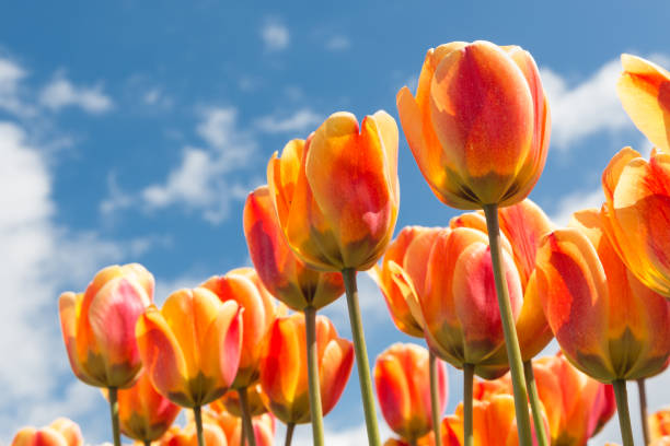 istock Transparant orange and yellow tulips with springtime background 803994244