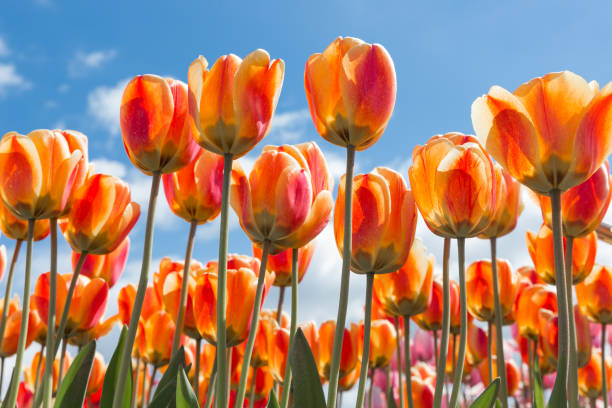 istock Bottom view transparant orange and yellow tulips with blue sky background 803994282
