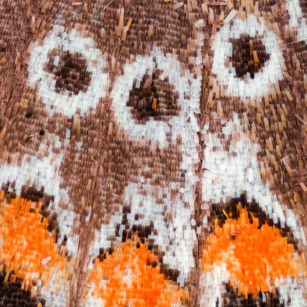 istock Extreme magnification - Butterfly wing scales under the microscope 803997390