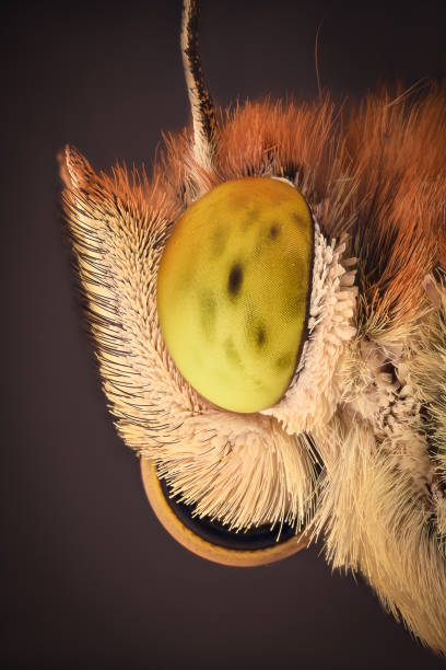Extreme magnification -  Butterfly portrait