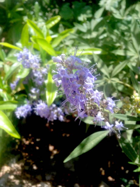istock A purple garden flower 804010048