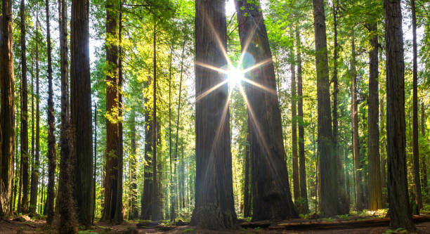 Redwood Forest Redwood forest with sun redwood city stock pictures, royalty-free photos & images