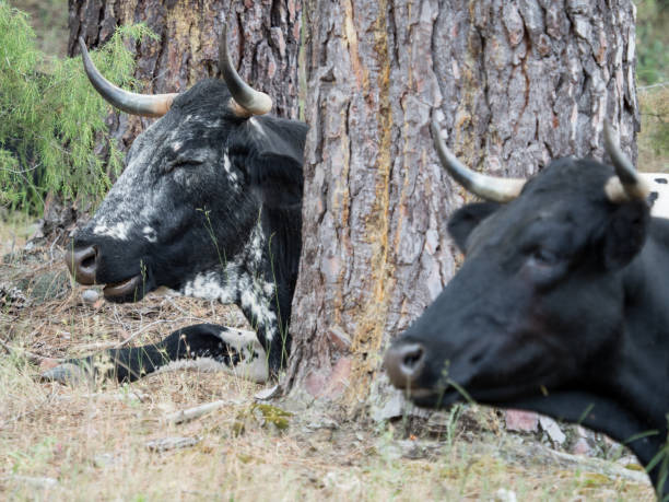 istock Cows resting in the grass in the forest 804013406