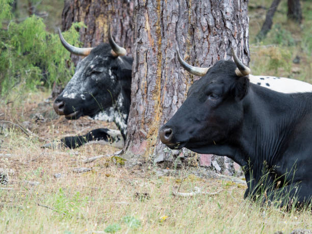 istock Cows resting in the grass in the forest 804013412