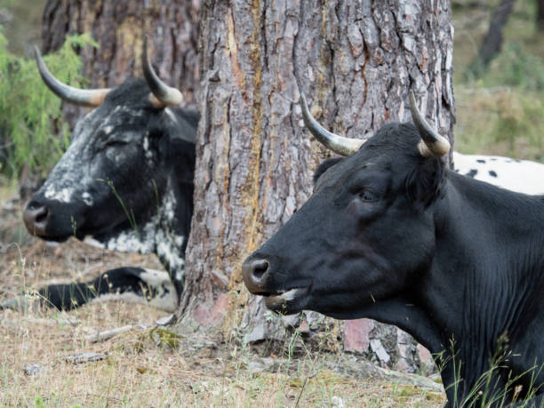 istock Cows resting in the grass in the forest 804013436