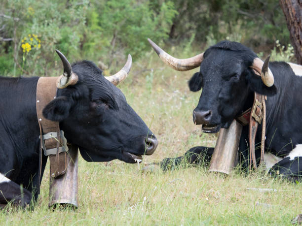 Cows resting in the grass in the forest