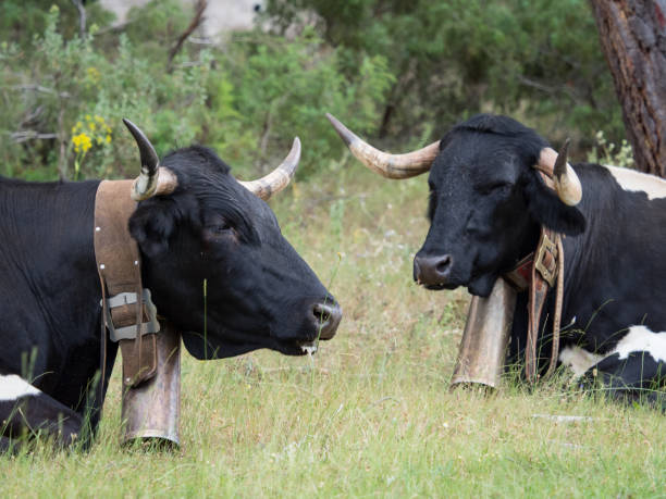 istock Cows resting in the grass in the forest 804013724