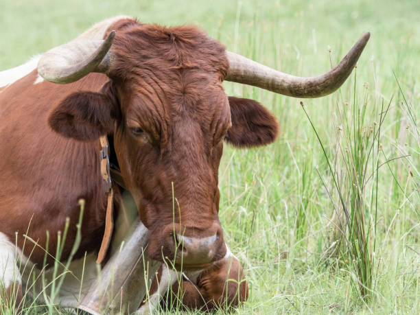 istock Cows resting in the grass in the forest 804013784