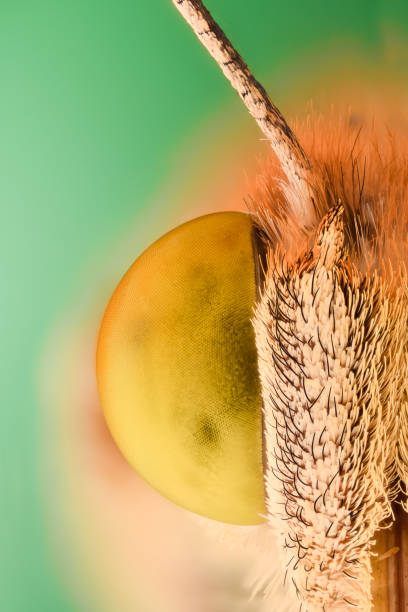 Extreme magnification -  Butterfly portrait