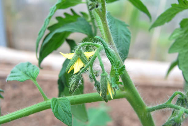 istock Flowers of tomato 804022258