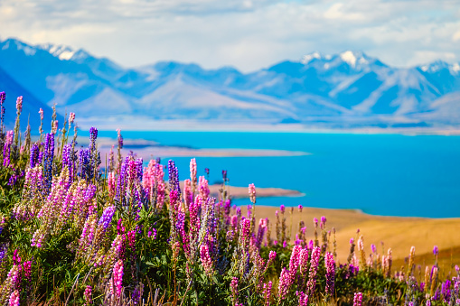Landscape view of Lake Tekapo, flowers and mountains from Mt John observatory, Southern Alps, New Zealand