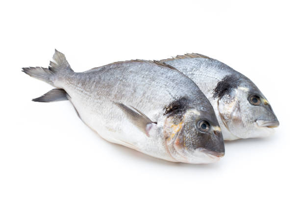 istock Fresh bream sea isolated on white background. 804034426