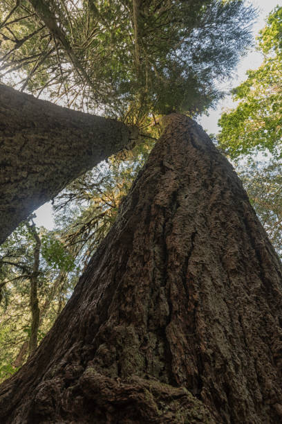 istock Old Growth Douglas Fir Trees, Looking Up 804036566