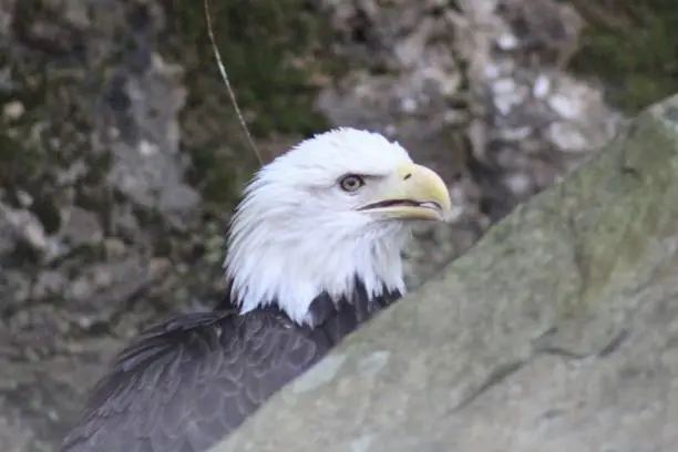 bald eagle behind a rock