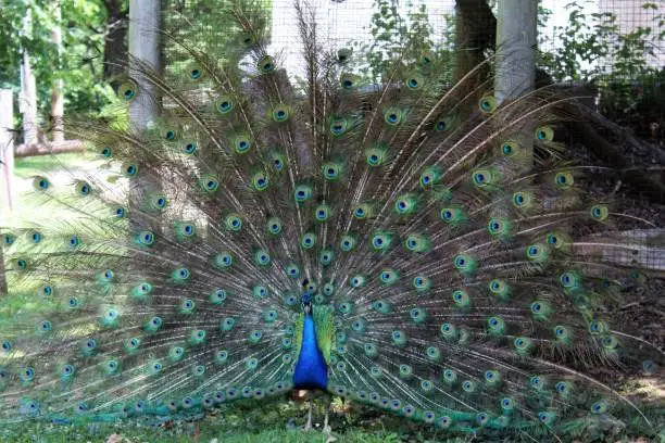 peacock with tail open