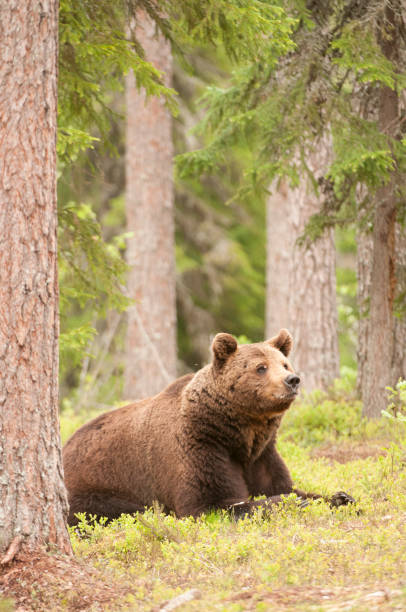 istock European Brown Bear Resting. 804050172