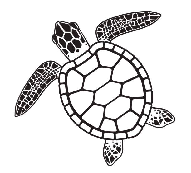 Vector turtle Turtle sea turtle stock illustrations