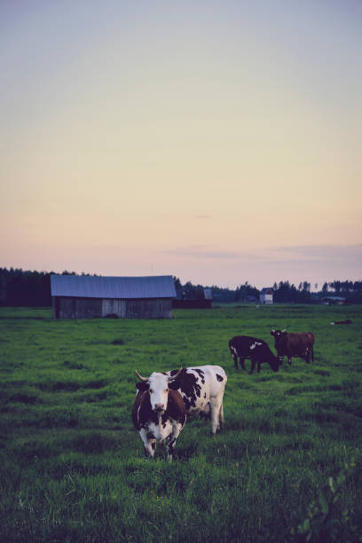 istock Cow herd at evening on farm meadow, Finland 804055366