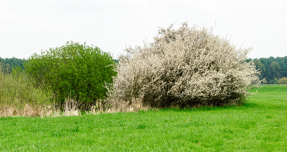 Meadow landscape with shrubs of blackthorn in spring