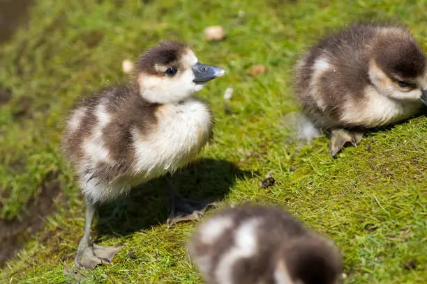 Cute baby chick. Egyptian goose (Alopochen aegyptiaca) gosling. Adorable baby animal on river bank.