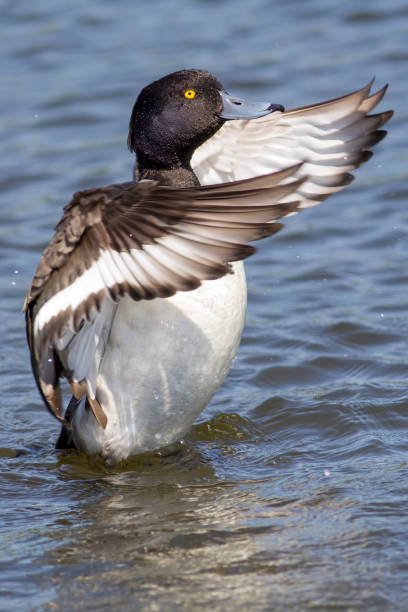 istock Tufted duck dance. Washing with wings outstretched on water. Aesthetic nature image. 804056714