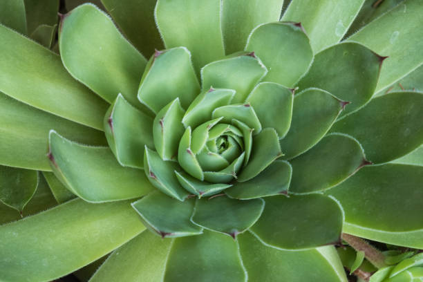 istock Houseleek succulent closeup 804061774
