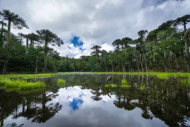 Laguna de Los Patos reflecting araucaria trees in lake in Huerquehue National Park on cloudy day